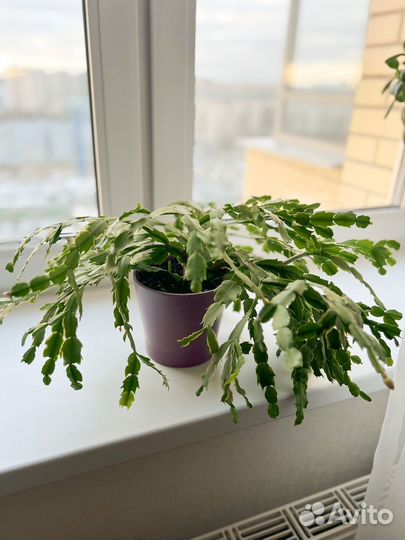 Декабрист бело-розовый