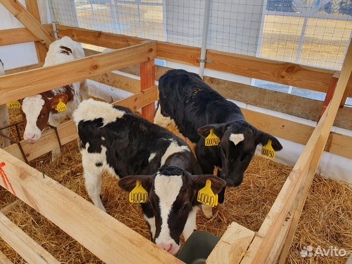 Телята бычки мясного направления