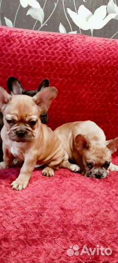 Французский бульдог щенки