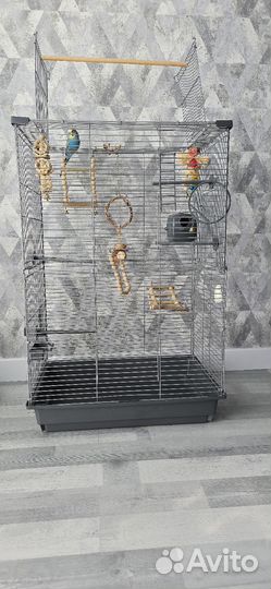 Продам попугая волнистого