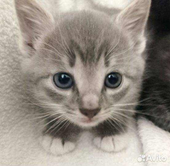 Кошки в добрые руки бесплатно