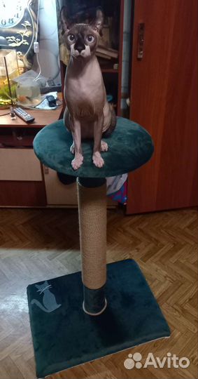 Когтеточка. Кошкина Радость