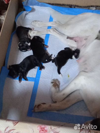 Щенки дворняги