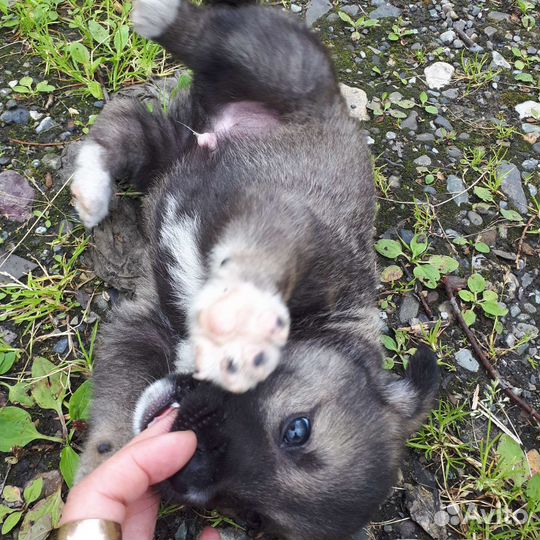 Маленькая собака в дар