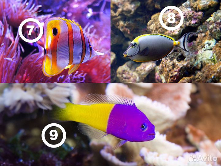 Морские рыбки