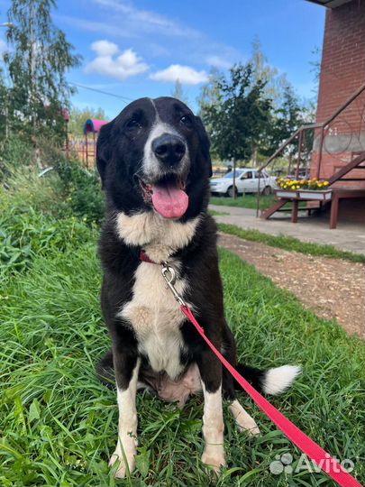 Собака Луна