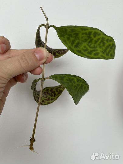 Эсхинантус, немотантус