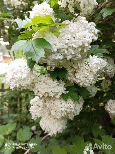 Саженцы декоративных и плодовых кустарников