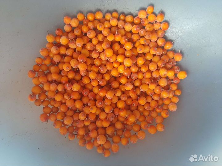 Облепиха свежая
