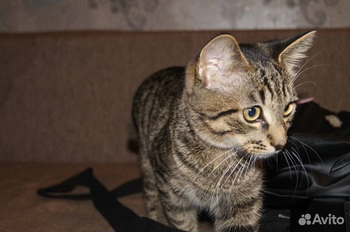 Котята в добрые руки приучены к лотку