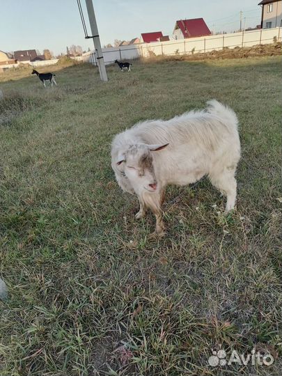 Козел зааненский