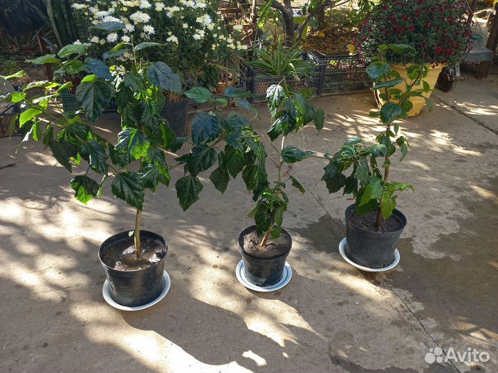 Гибискус китайская роза