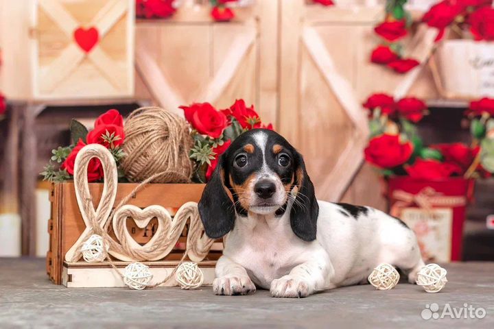 Миниатюрная такса окрас пайболд