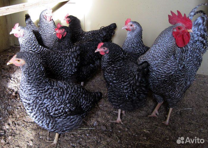 Куры молодки