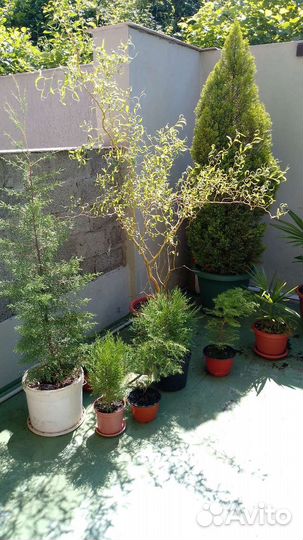 Туя, кипарисовик, пальмы, ива и др