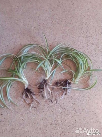 Хлорофитум