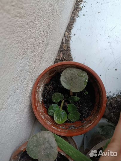 Цветы фиалки