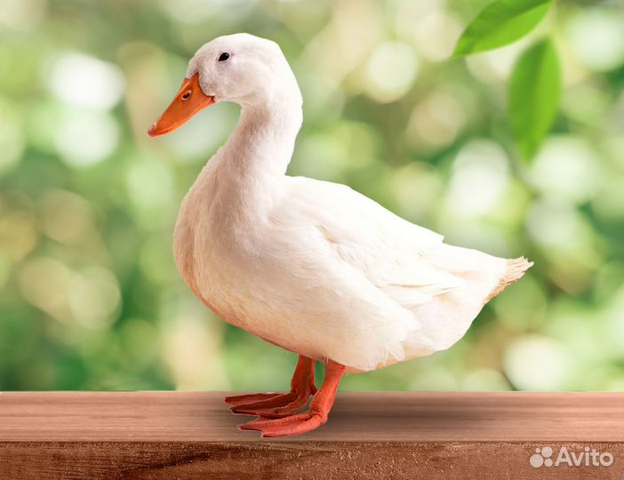 Черри Велли суточные утята