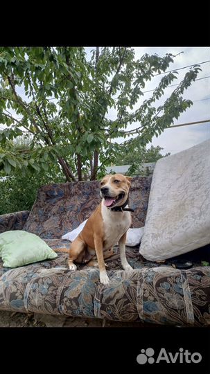 Стаффордширский терьер щенки