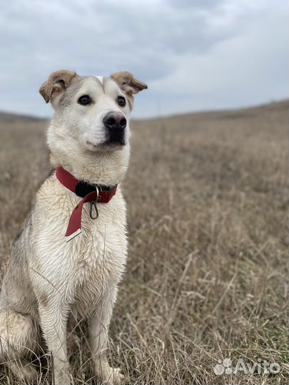 Собака щенок