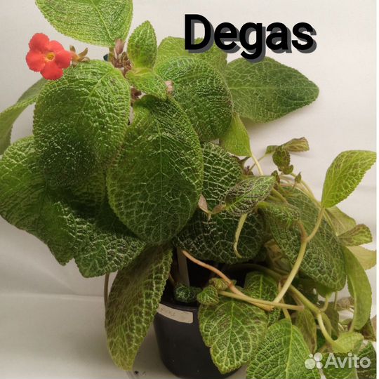 Эписции сортовые срезом