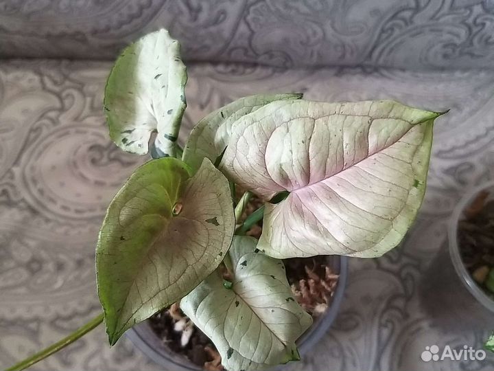 Сингониум серый призрак