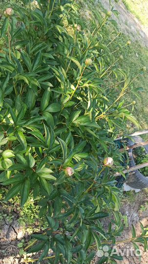 Цветы многолетники