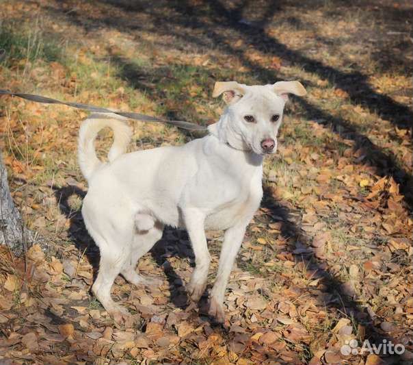 Финик ищет дом