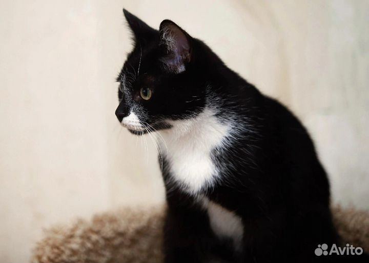 Озорной котенок-подросток Пашка