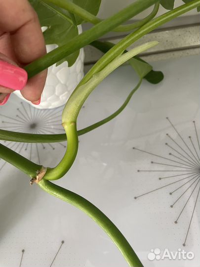 Цветок плетущийся стебельчатый, лиана