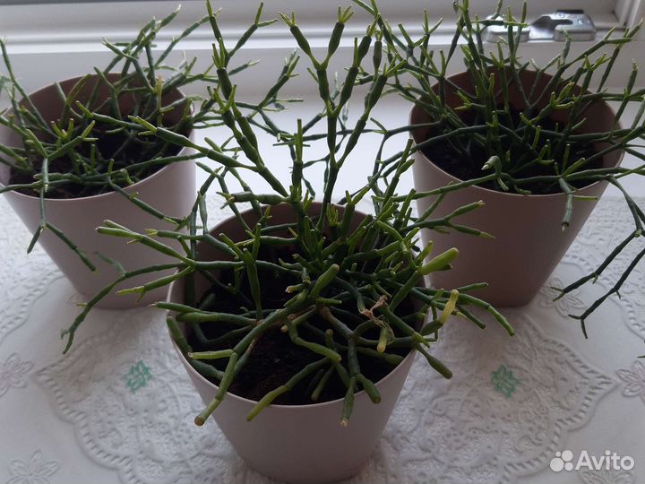 Кактусы и суккуленты