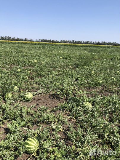 Арбуз оптом