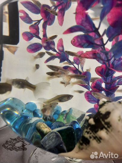 Аквариумные рыбки гуппи