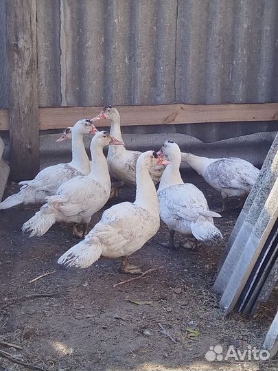 Мускусные утки