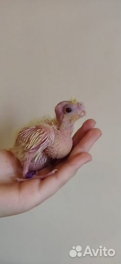 Птенцы корелл