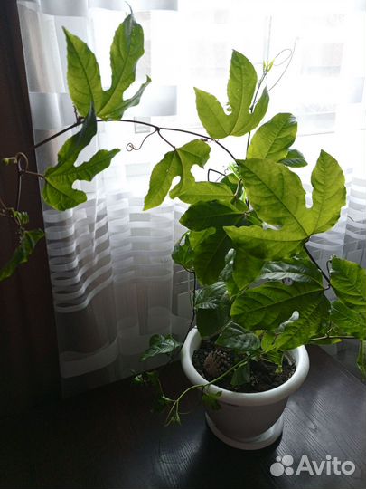 Пассифлора