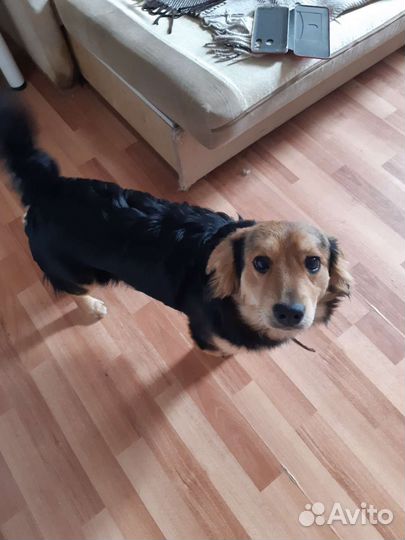 Собака в добрые руки отдам бесплатно