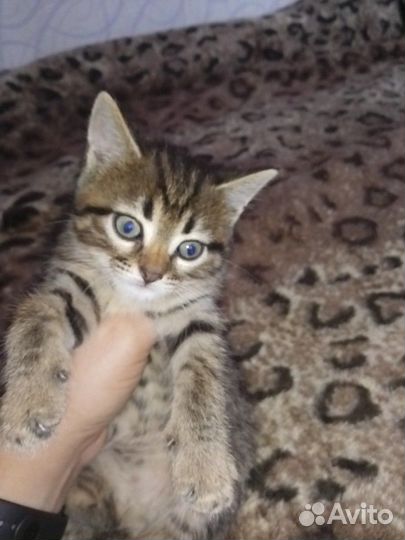 Котята бесплатно