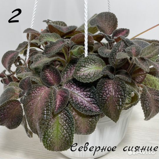 Эписции сортовые часть1