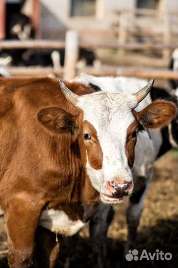 Молочное хозяйство в Ивановской области