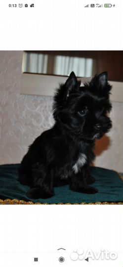 Йоркширский терьер мини щеночки