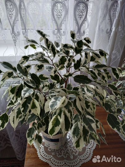 Диффенбахия