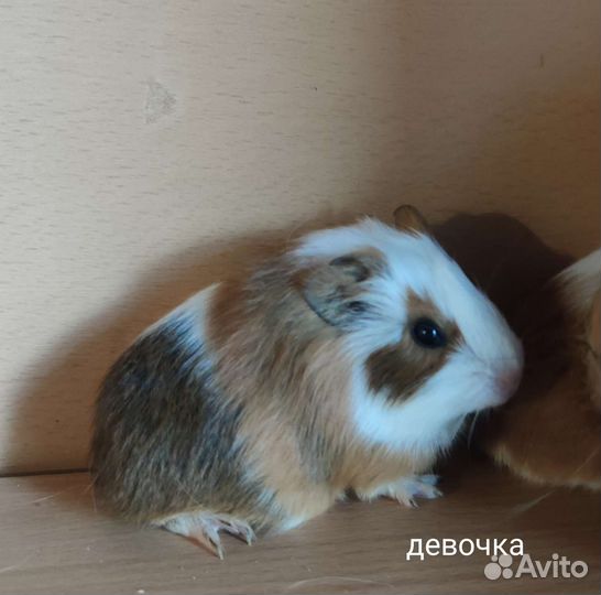 Морская свинка
