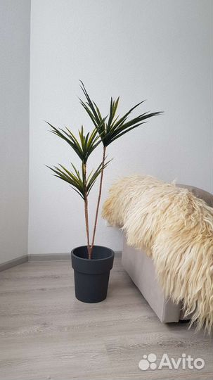 Искусственная Драцена