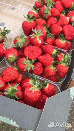 Клубника оптом