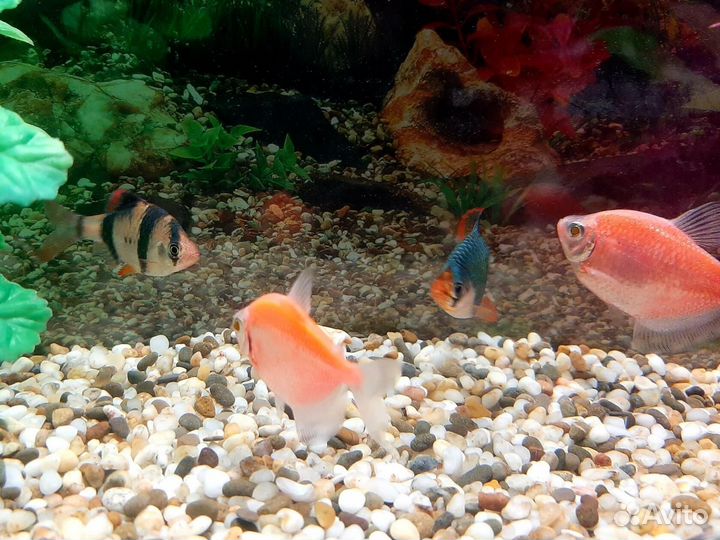 Аквариум
