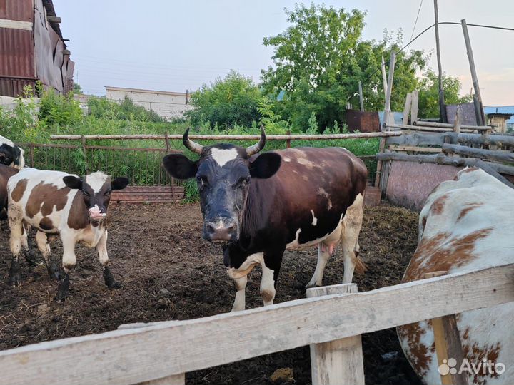 Коровы дойные молочные