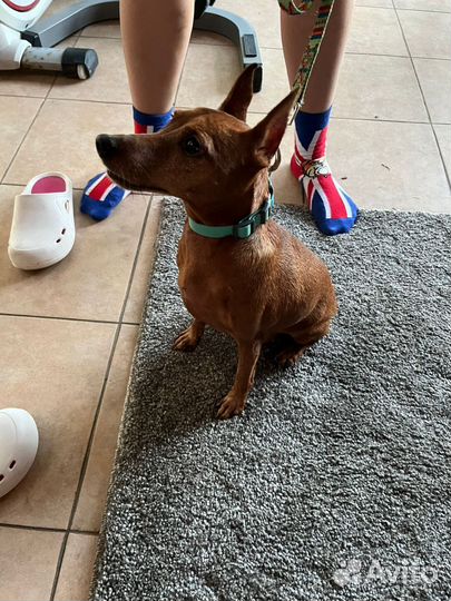 Найден цвергпинчер