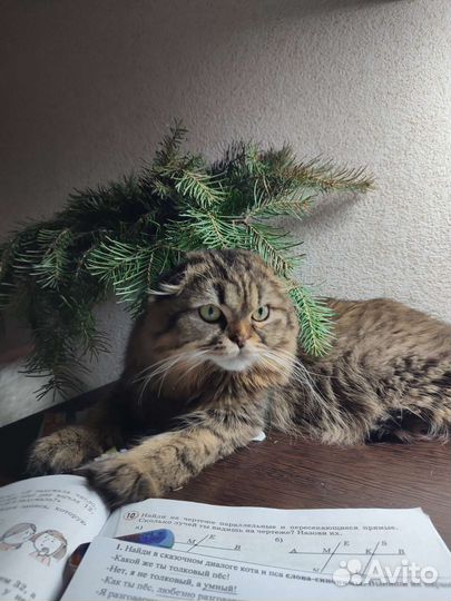 Кот на вязку