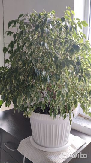 Фикус бенджамина
